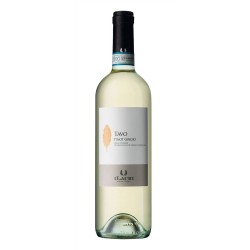 Pinot Grigio TAVO DOC 2019
